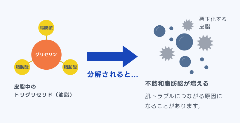 トリグリセリドが分解されて不飽和脂肪酸が増える流れを示した図