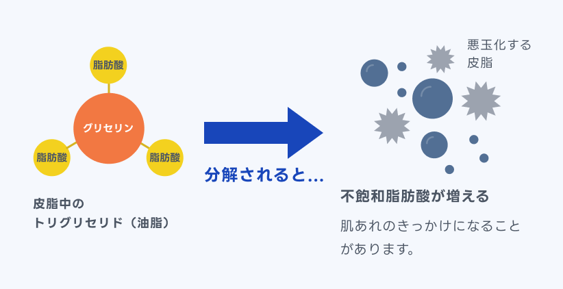 トリグリセリドが分解されて不飽和脂肪酸が増える流れを示した図