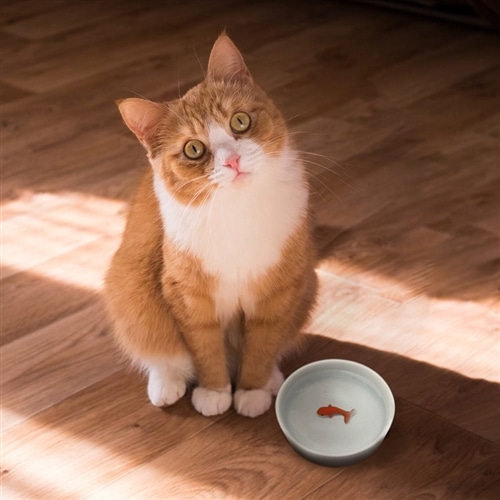 【ペット用品】SUCK UK キャットボウル ゴールドフィッシュ